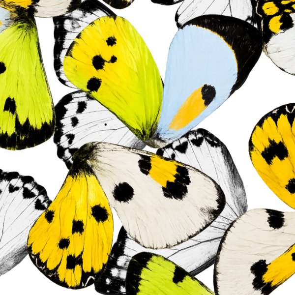 Butterfly Spectrum